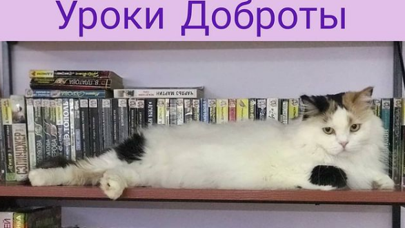 Карагандинское котокафе набирает учеников в Школу доброты