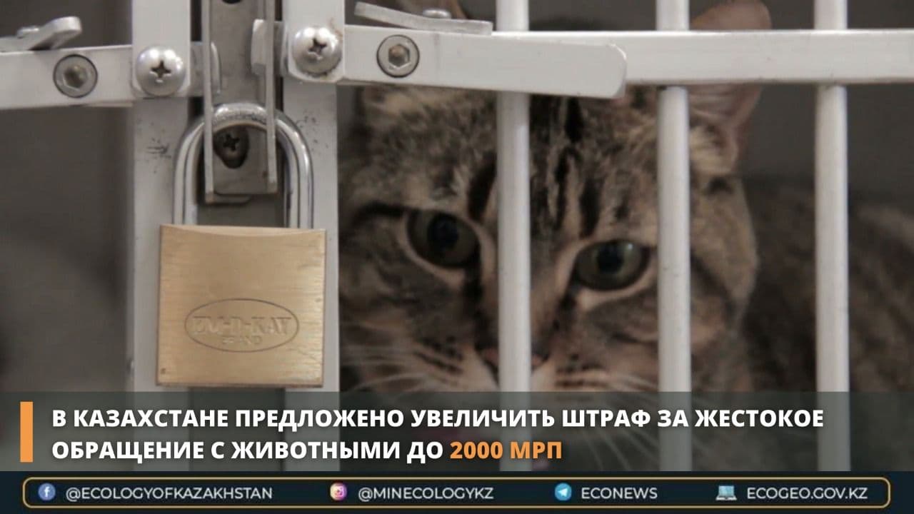 В Казахстане предложено увеличить штраф за жестокое обращение с животными до 2000 МРП