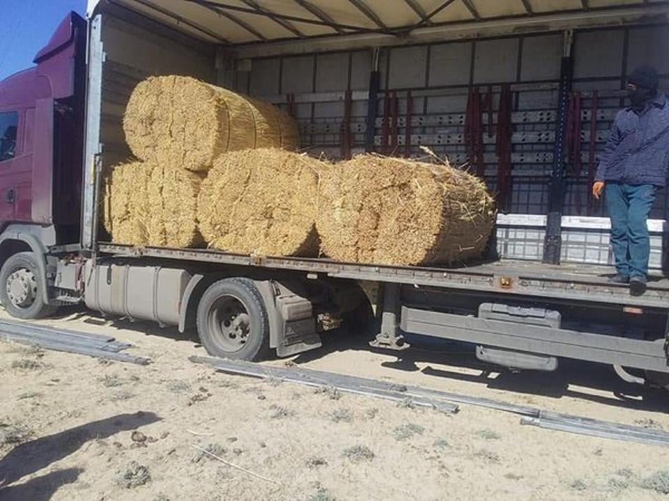 Гүлшара Әбдіқалықова: «Қызылорда облысынан Германияға 685 тонна қамыс экспорттадық»