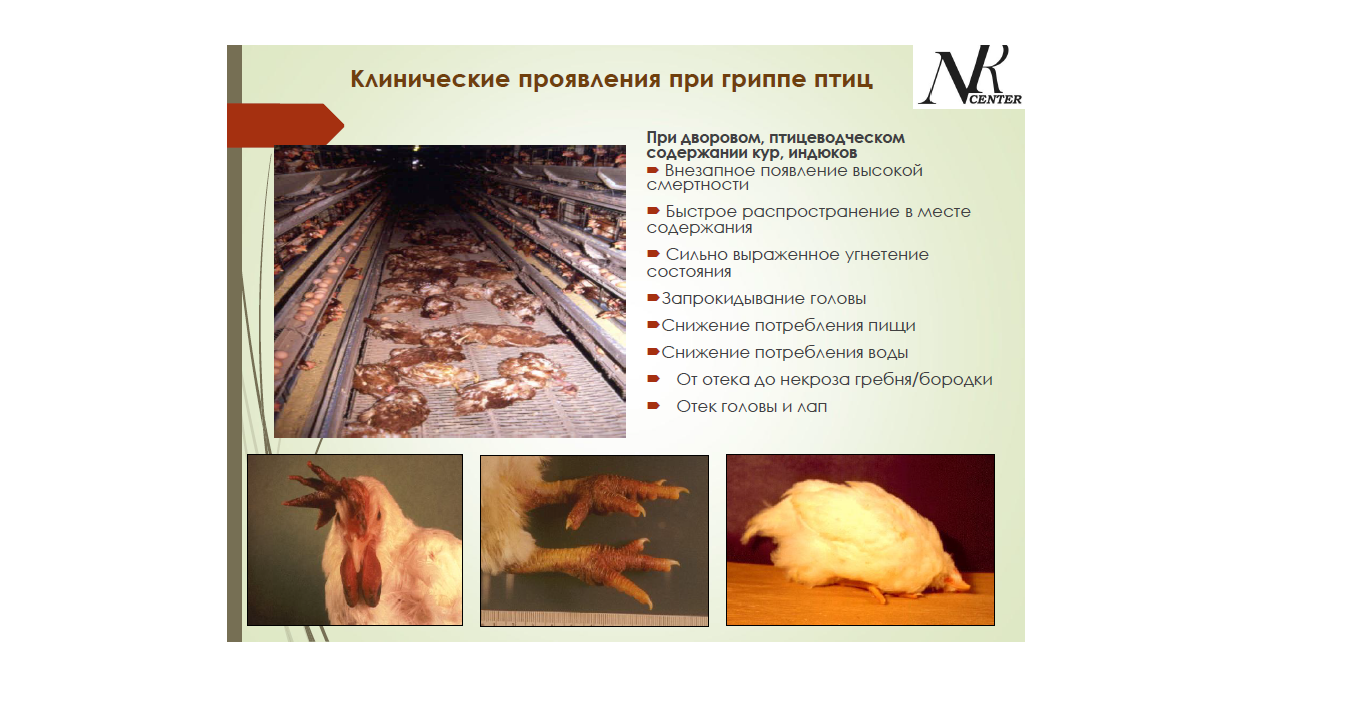 Clinical manifestations in avian influenza