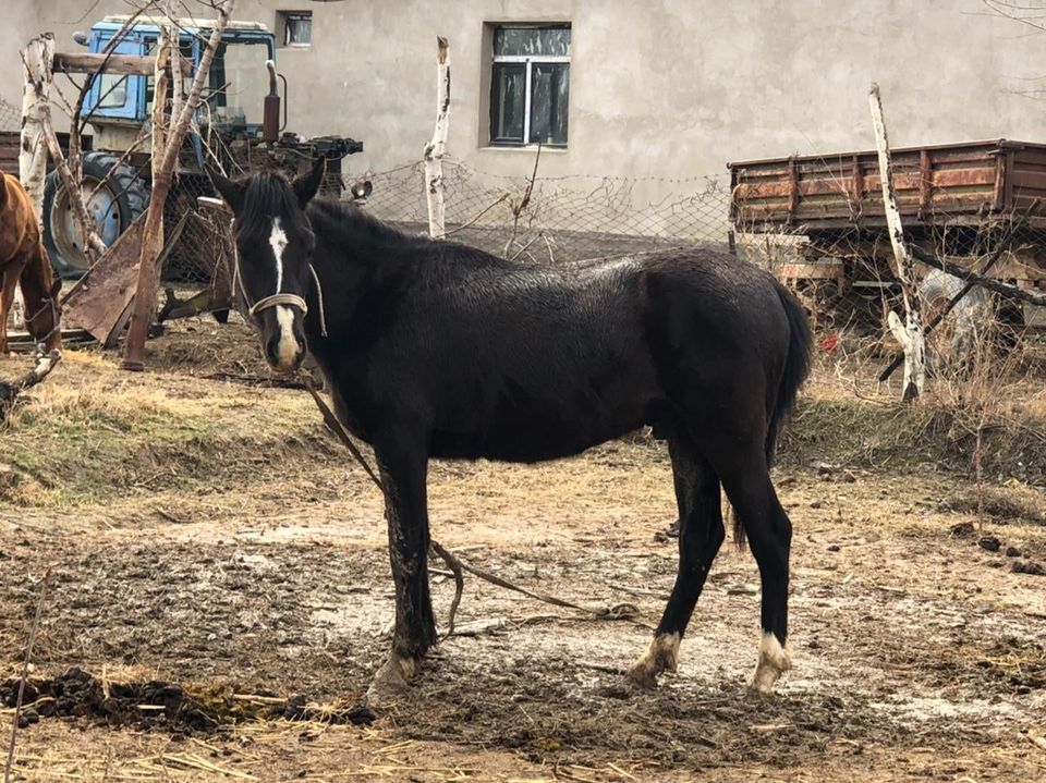 Порно онлайн HD сапалы brazzers