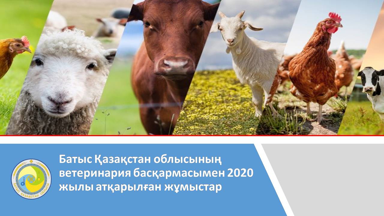 2020 жылы Батыс Қазақстан облысының ветеринария басқармасымен атқарылған жұмыстар