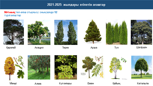 Жамбыл облысында 2021-2025 жылдары 964 000 түп ағаш отырғызылады