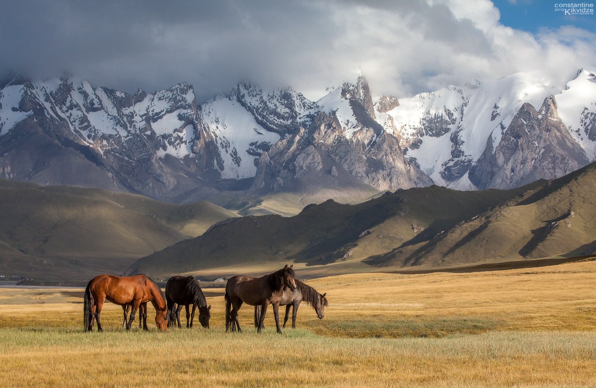 Лошади на фоне гор и степей