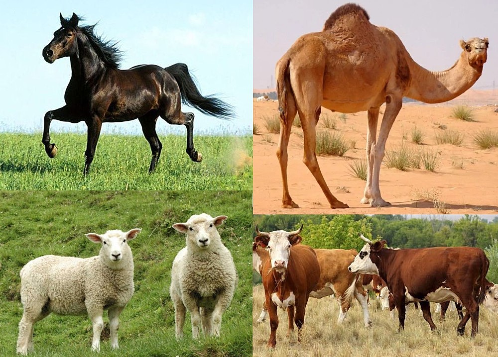 Армян әйелдерімен жыныстық қатынас табыңыз Преети Зинтаның жалаңаш суреттері