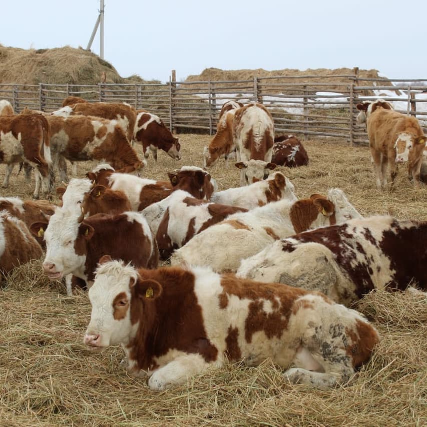 Винни Пух және оның достары порно
