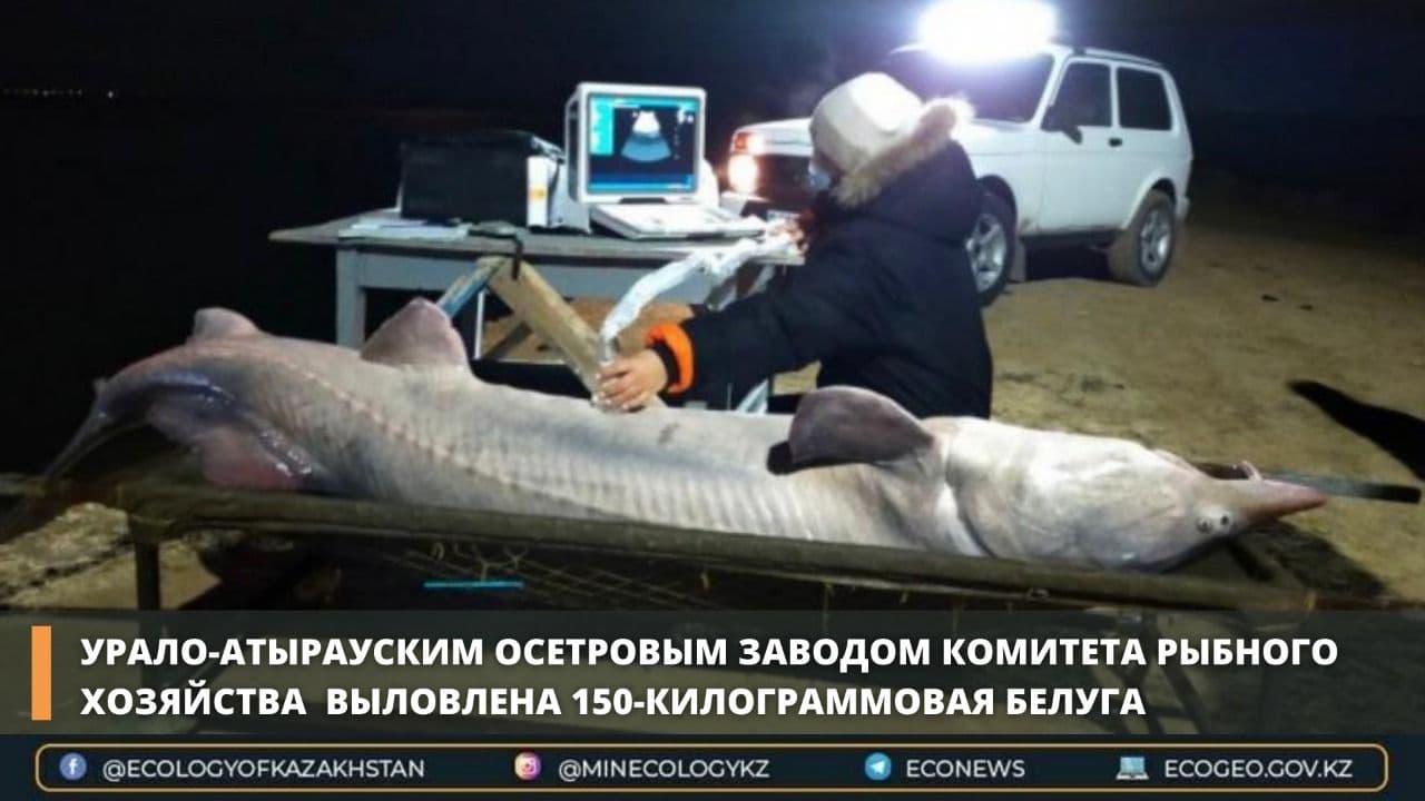 белуга на волге фото