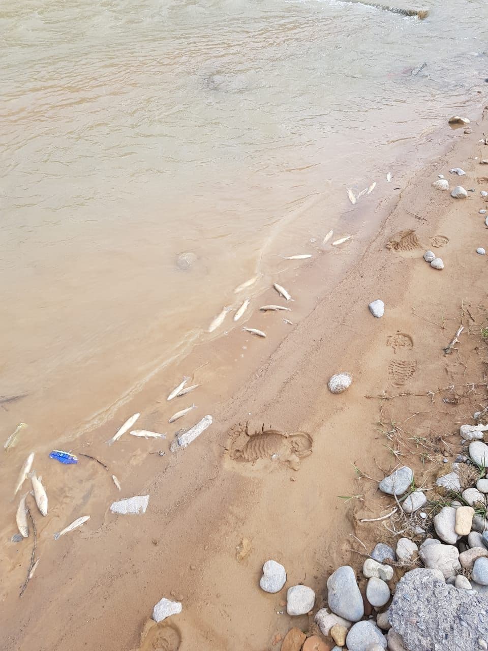 Информация о гибели рыб на реке Бадам  Туркестанской области