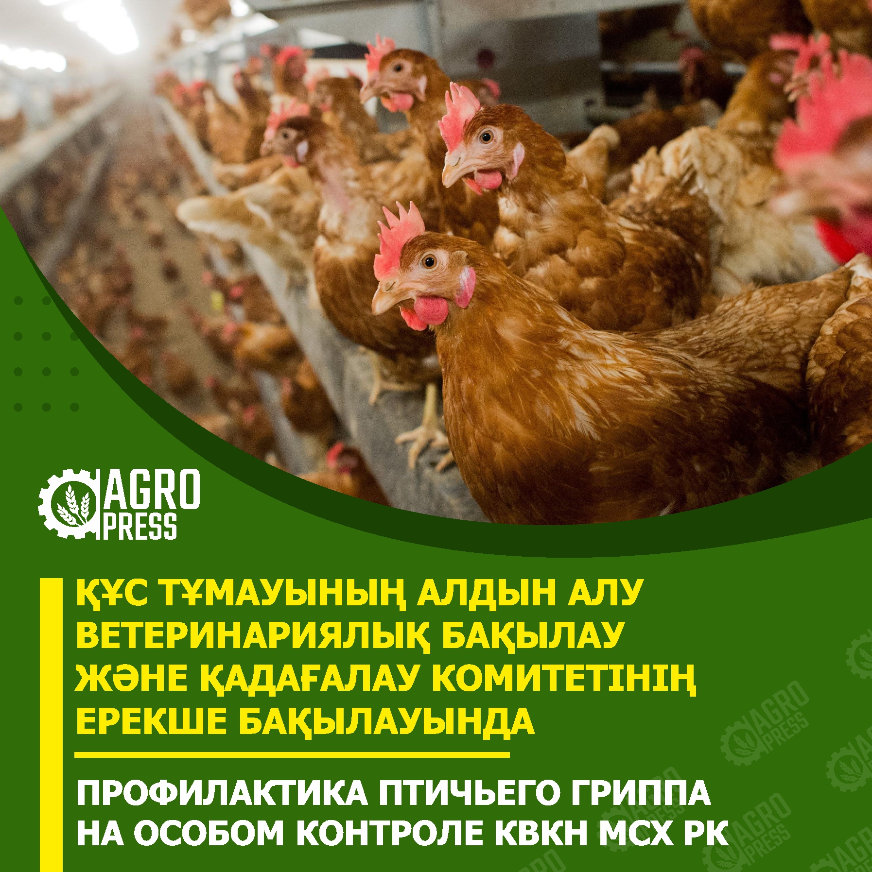 Профилактика птичьего гриппа на особом контроле КВКН МСХ РК