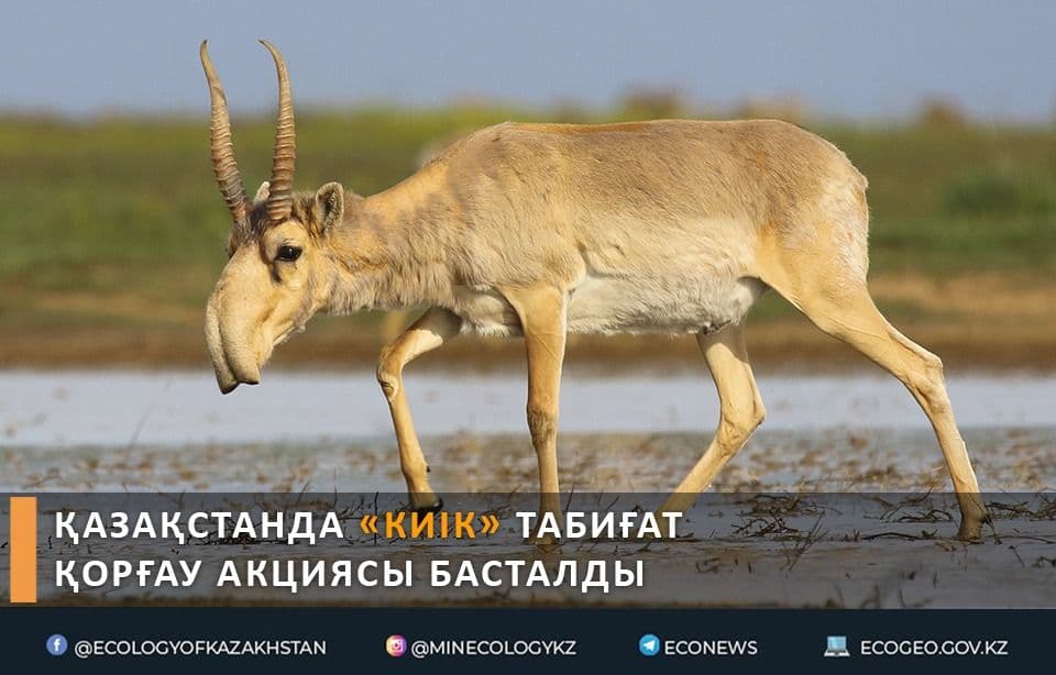 Ер адам қой мен ешкіні сипайды қатты қарындас