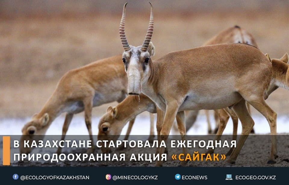В Казахстане стартовала ежегодная природоохранная акция «Сайгак»