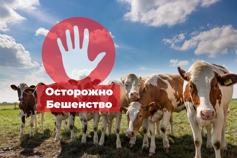 Касательно регистрации бешенства у животных