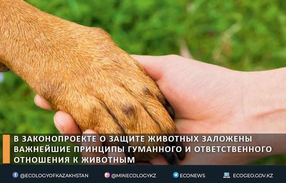 В законопроекте о защите животных заложены важнейшие принципы гуманного и ответственного отношения к животным – руководитель «Inucobo»