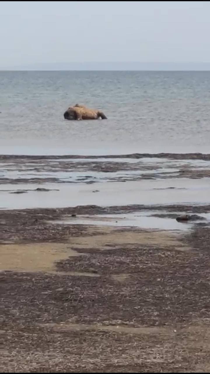 20-ҒА ЖУЫҚ БАС ТҮЙЕНІҢ ӨЛЕКСЕСІ ТАБЫЛДЫ