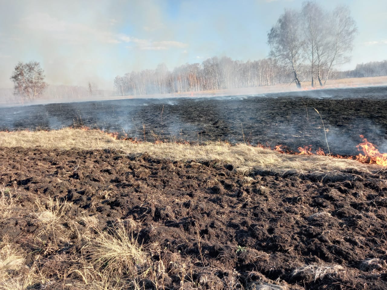 «Аққайың орман шаруашылығы» КММ бойынша профилактикалық күйдіру жүргізу