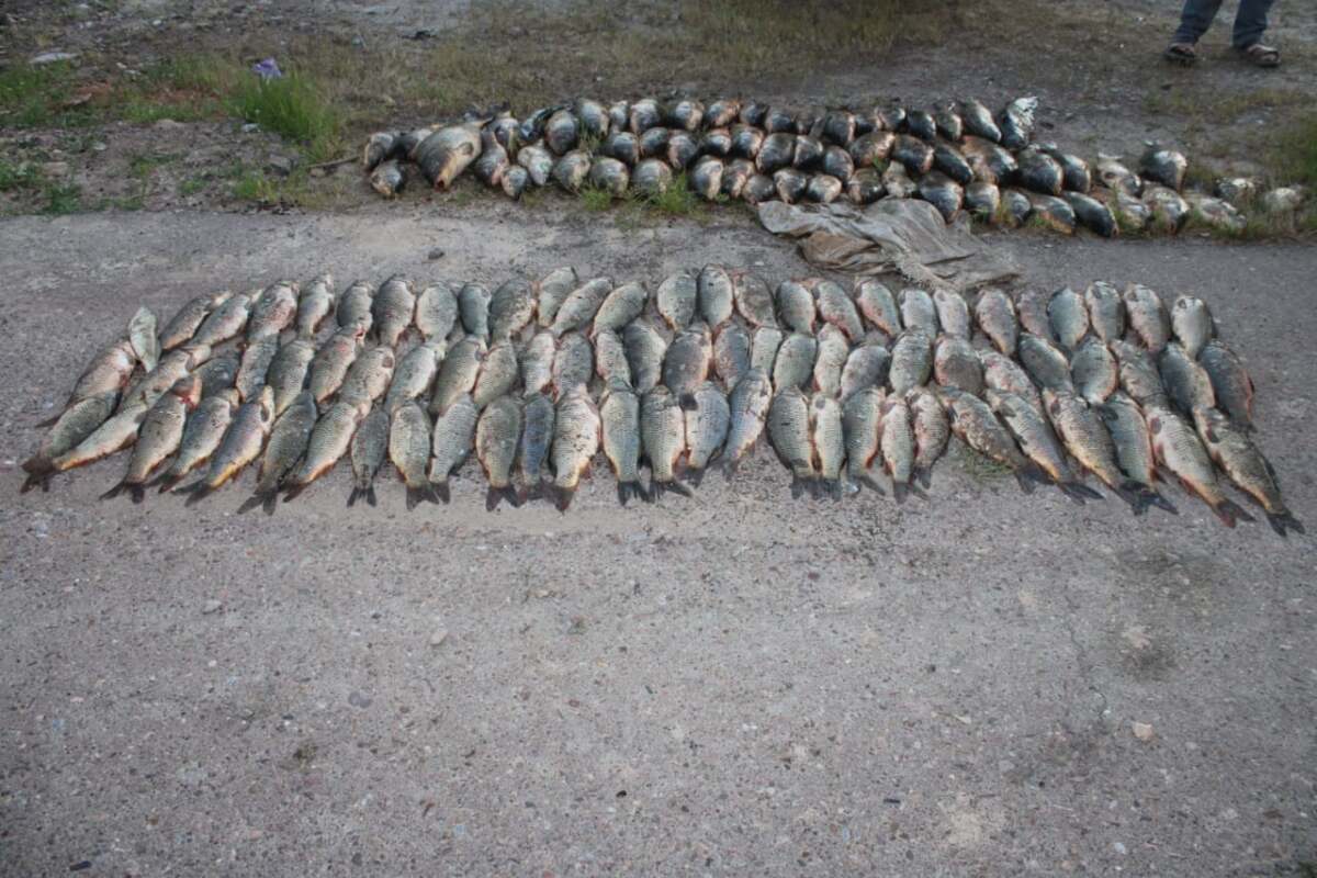 150 кг рыбы изъяли у браконьеров в Туркестанской области
