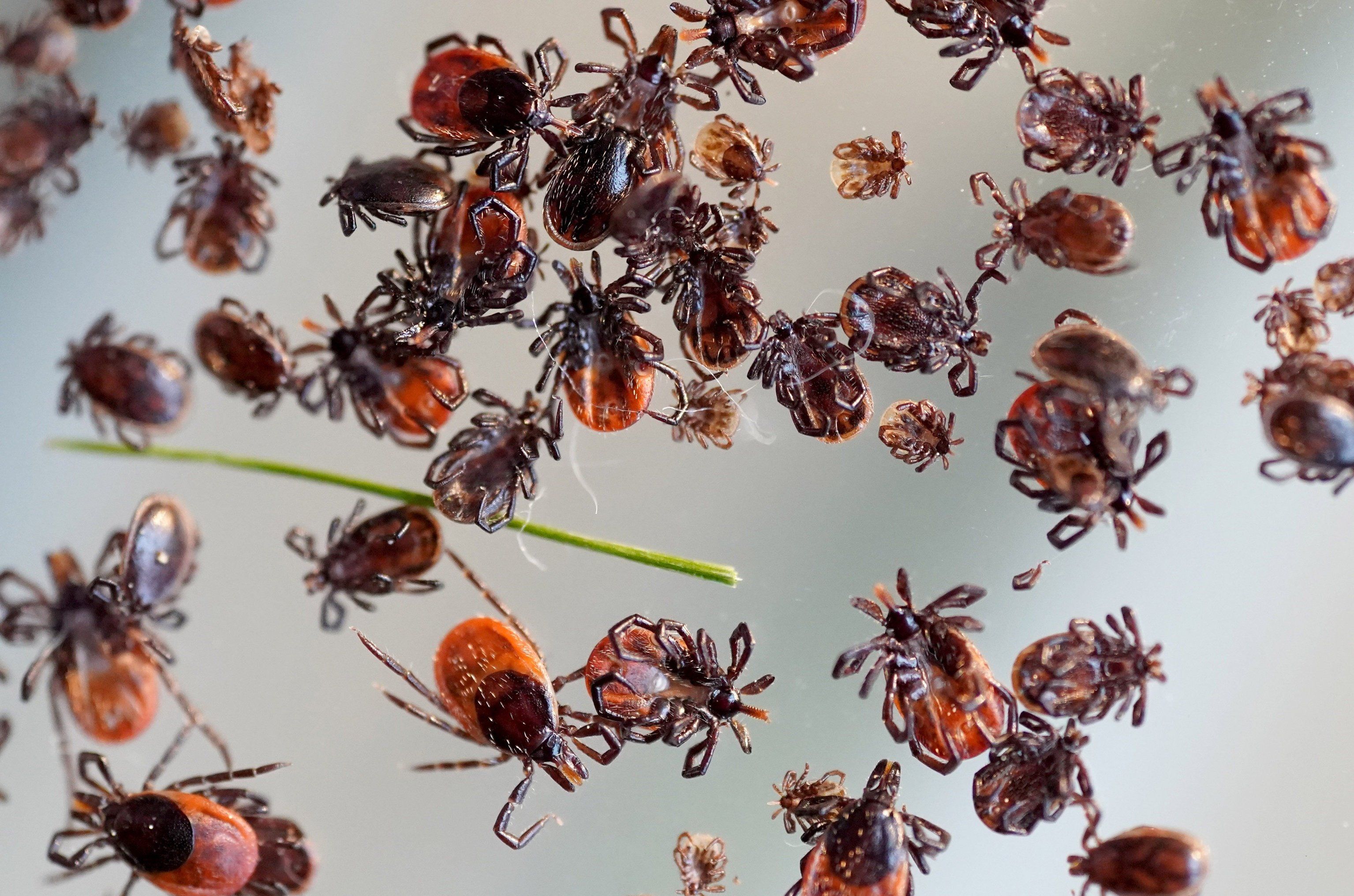 Хардкор риммингтік порно видео