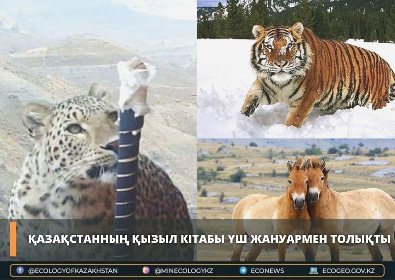 Қазақстанның Қызыл кітабы үш жануармен толықты