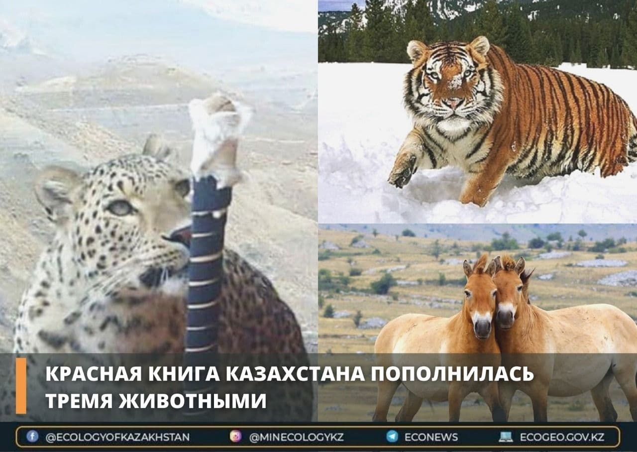Красная книга Казахстана пополнилась тремя животными