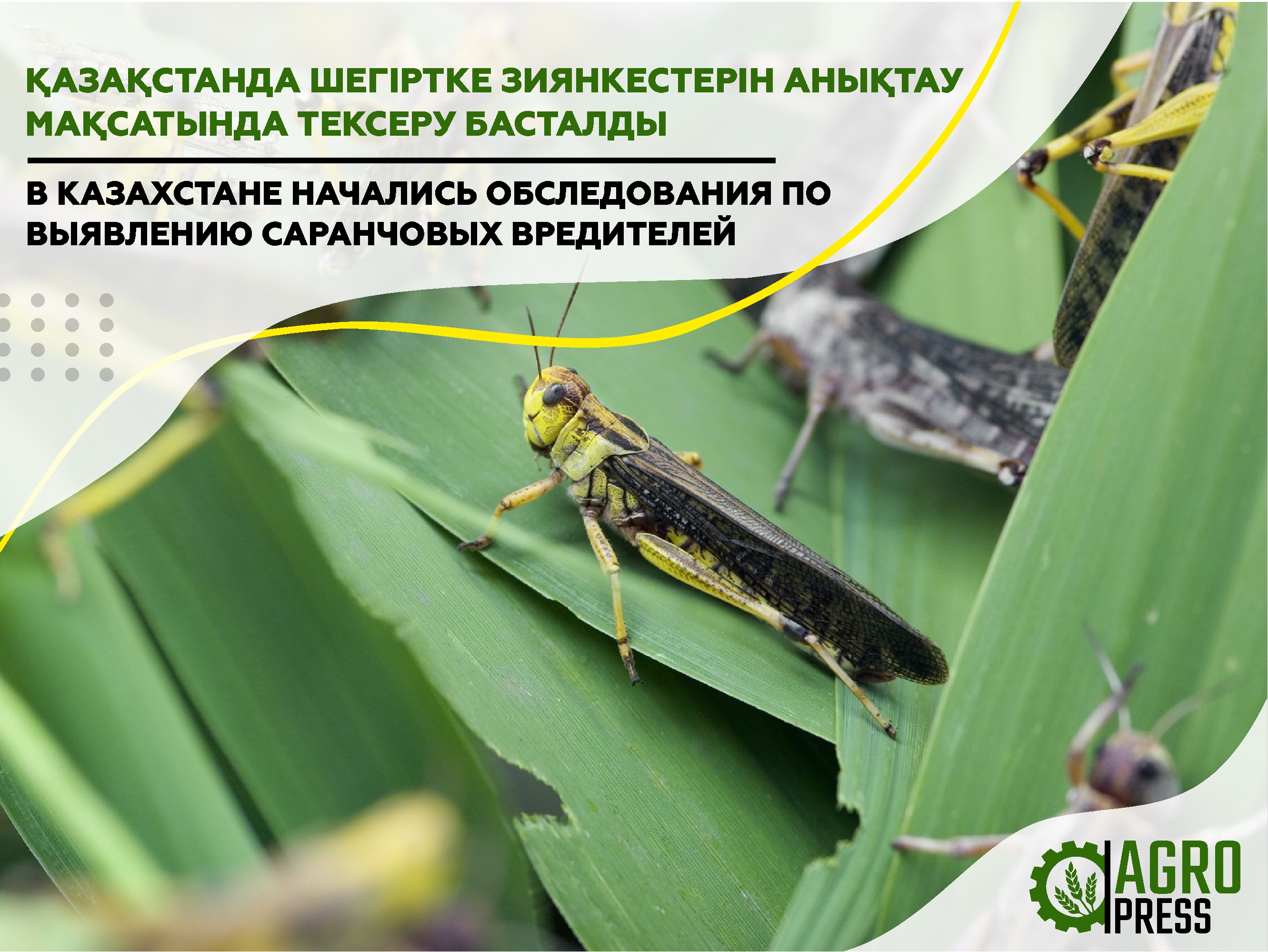 Қазақстанда шегіртке зиянкестерін анықтау мақсатында тексеру басталды