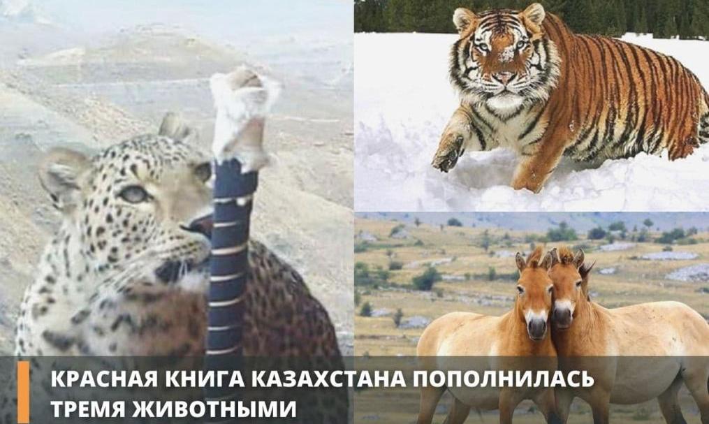 Ещё три вида животных внесли в Красную книгу Казахстана