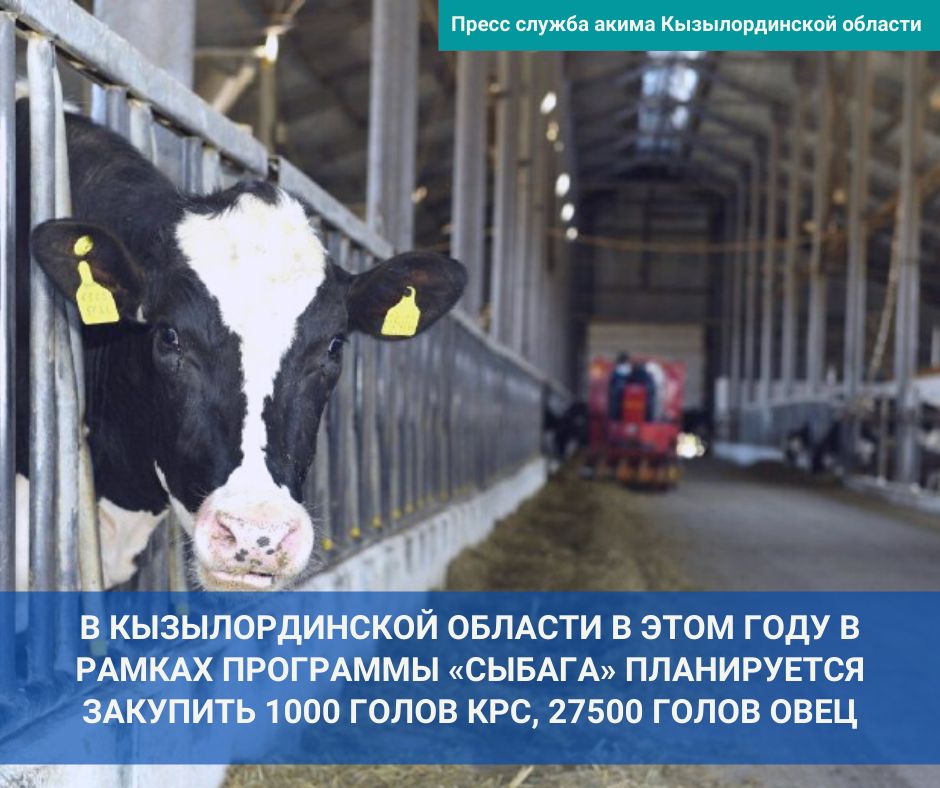 В Кызылординской области в этом году в рамках программы «Сыбага» планируется закупить 1000 голов КРС, 27500 голов овец
