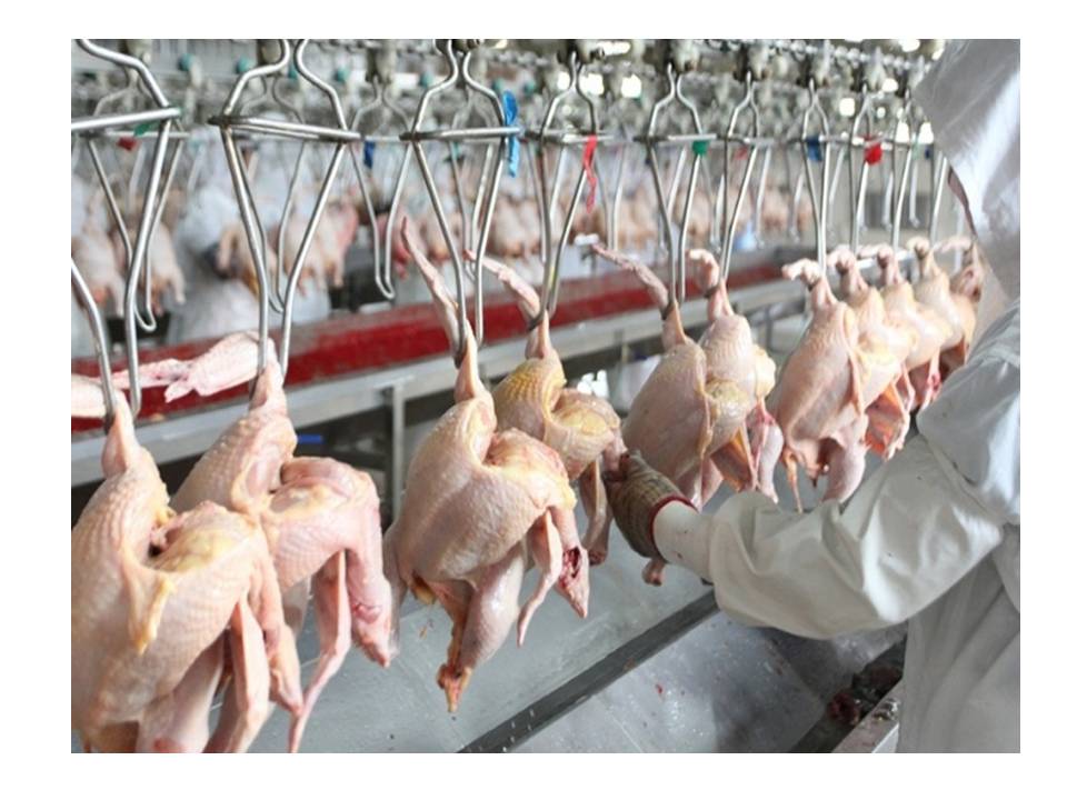 «Строительство птицефабрики производительностью 1500 тонн мяса птицы в год»