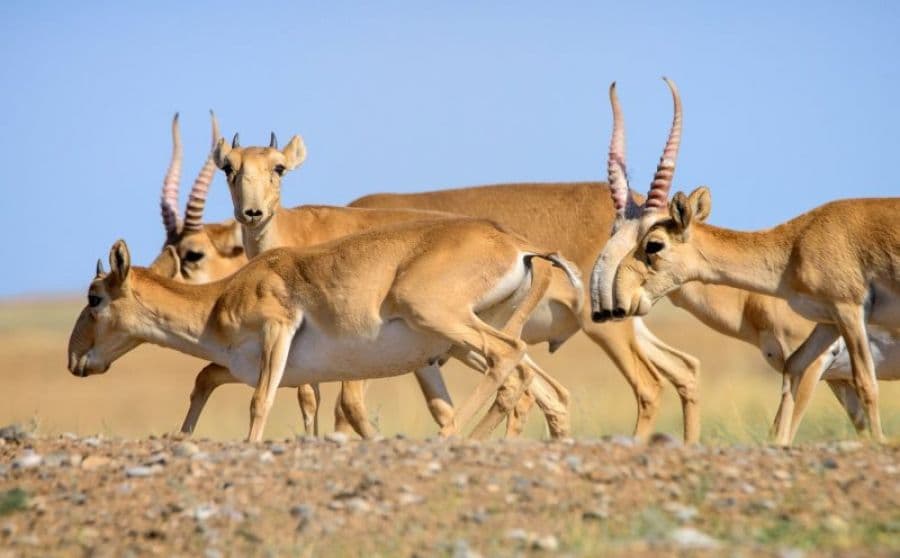 Причины ситуации с сайгаками на Урале еще предстоит изучить