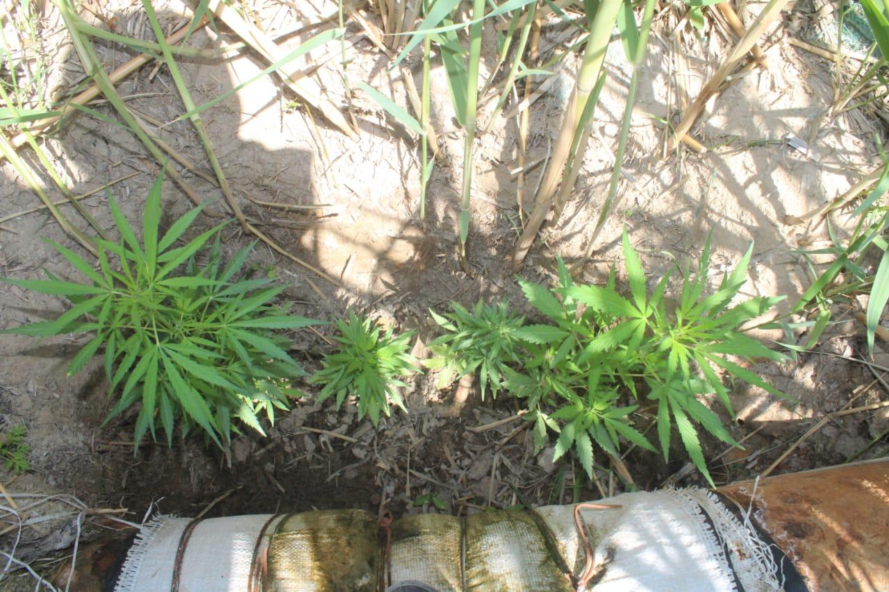 Роксанна Ричимен бірге порно мультфильм