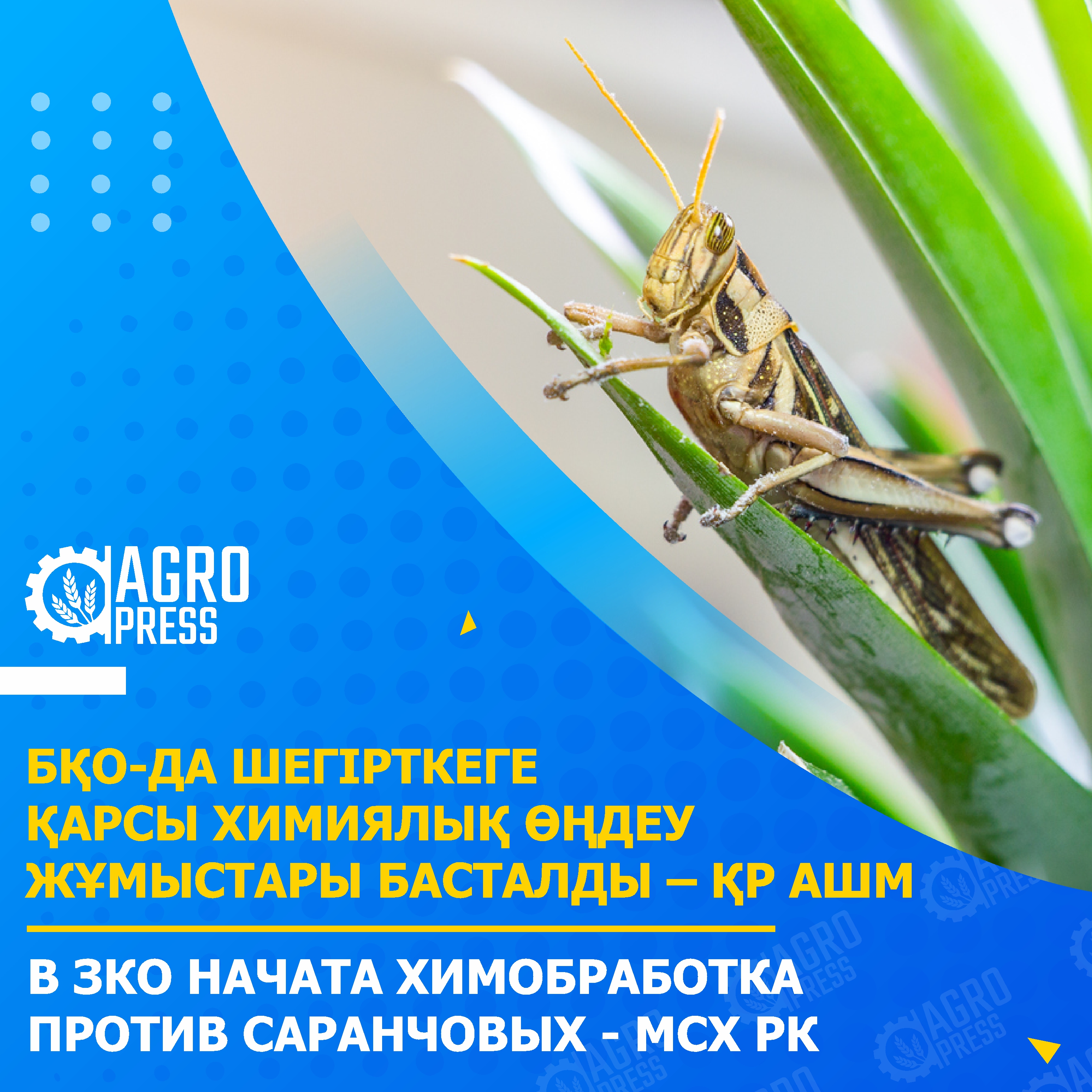 В ЗКО начата химобработка против саранчовых - МСХ РК