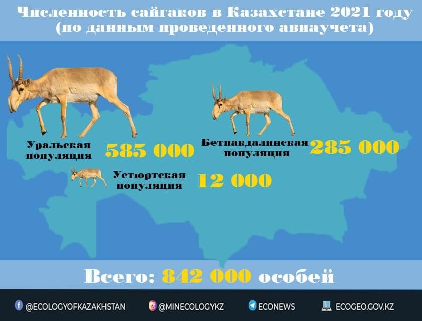 Численность сайгаков в Казахстане превысило 800 тыс. голов