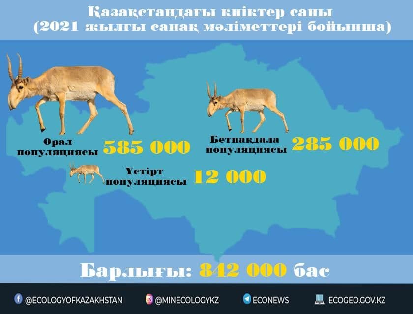 Қазақстандағы киіктердің саны 800 мыңнан асты