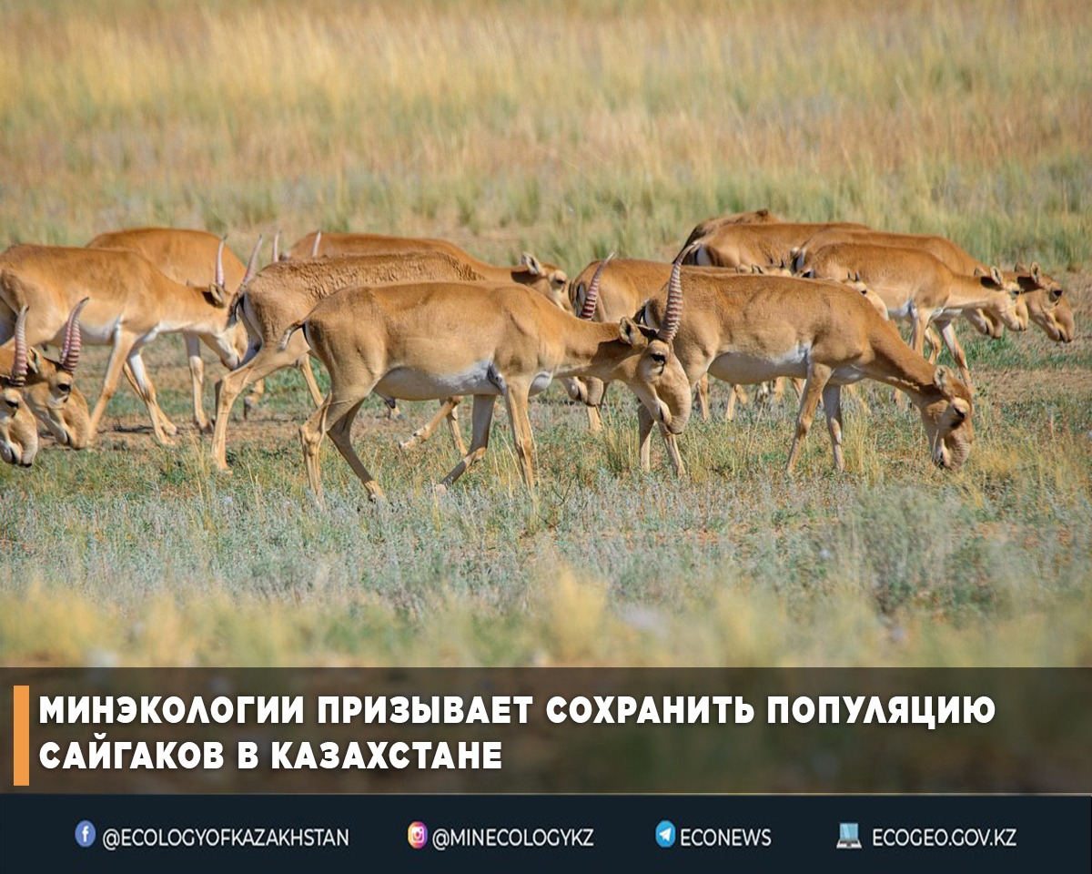 Минэкологии призывает сохранить популяцию сайгаков в Казахстане