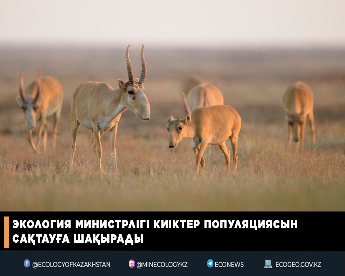 Экология министрлігі киіктер популяциясын сақтауға шақырады