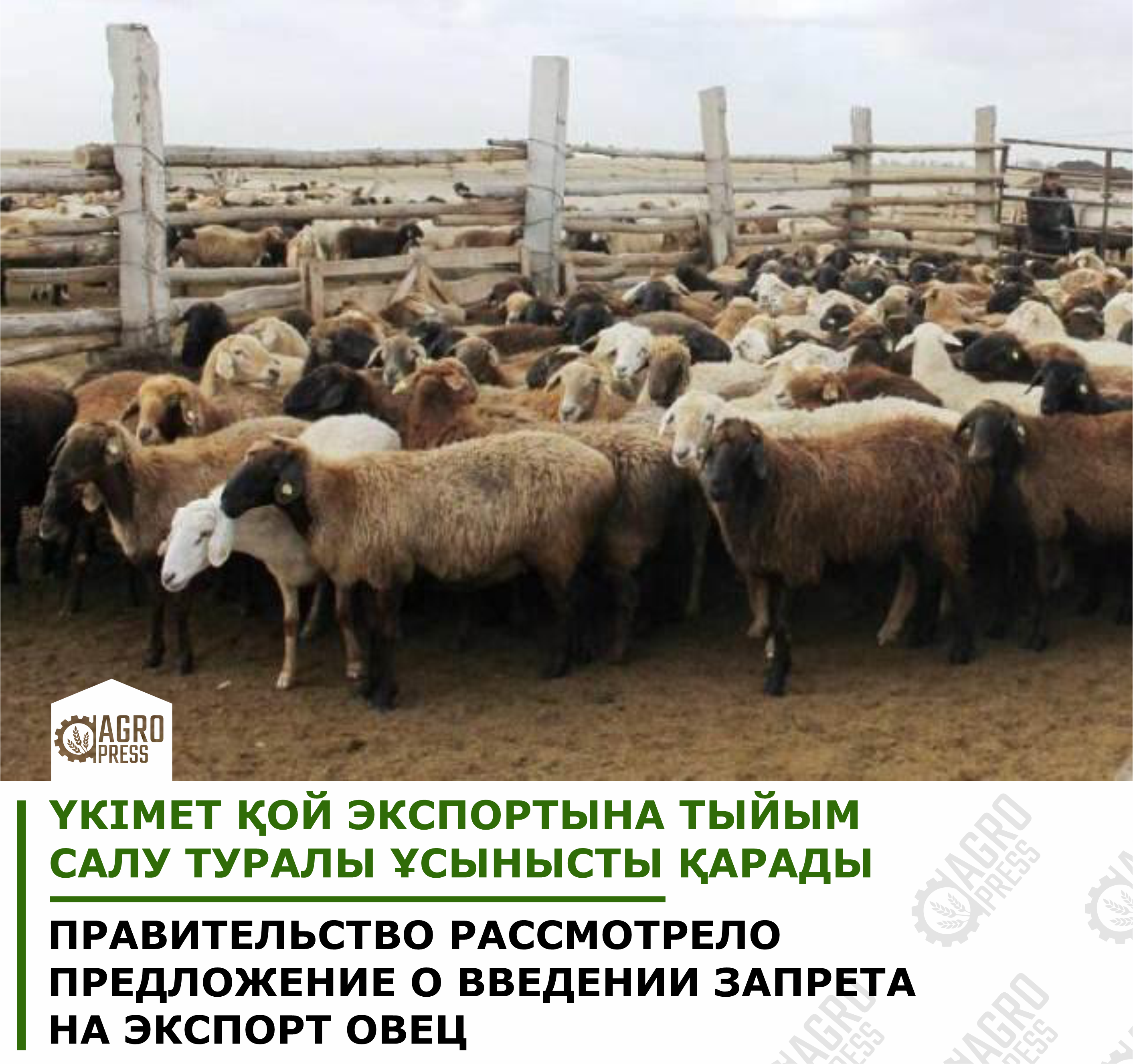 Правительство рассмотрело предложение о введении запрета на экспорт овец