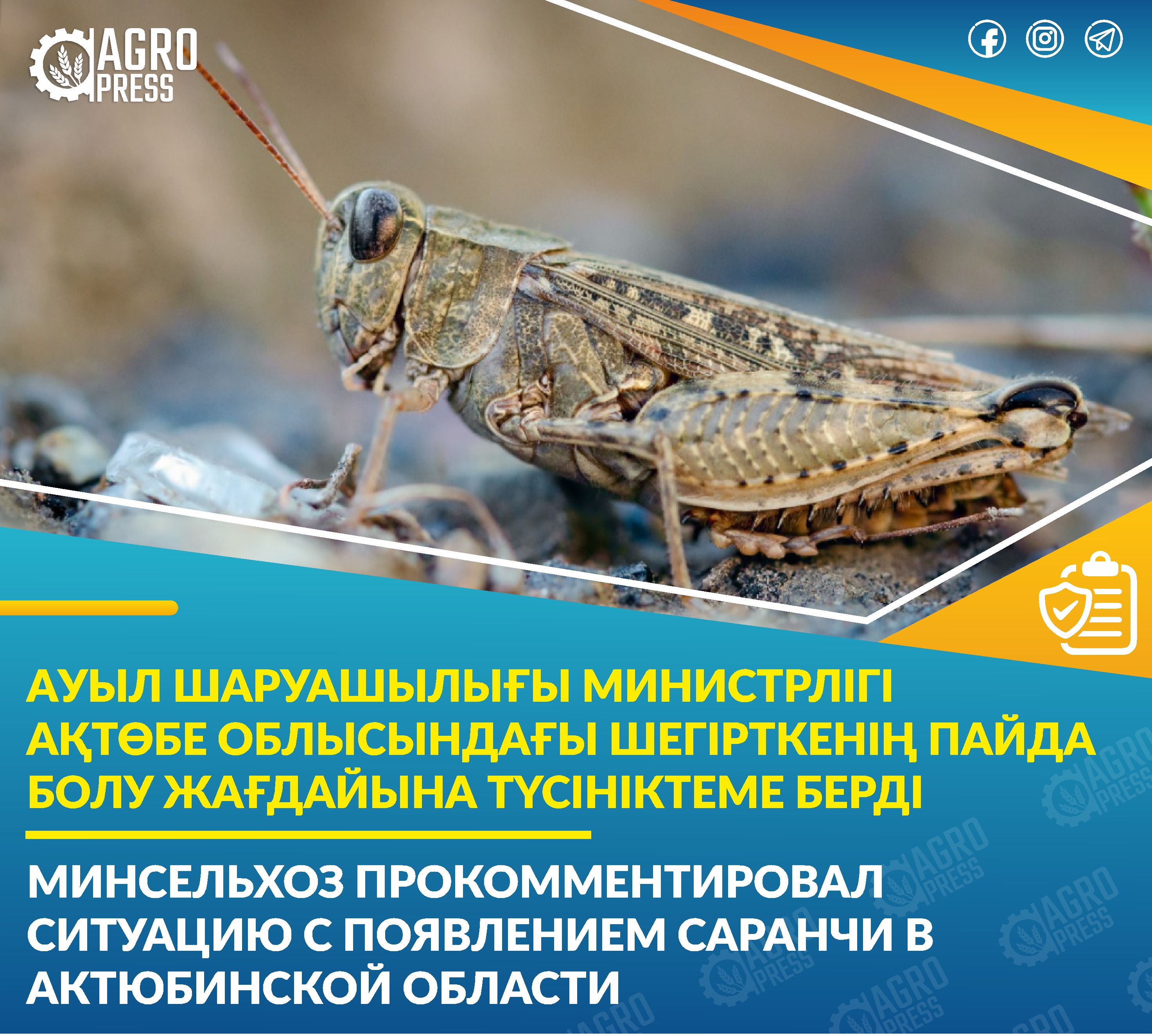 Минсельхоз прокомментировал ситуацию с появлением саранчи в Актюбинской области