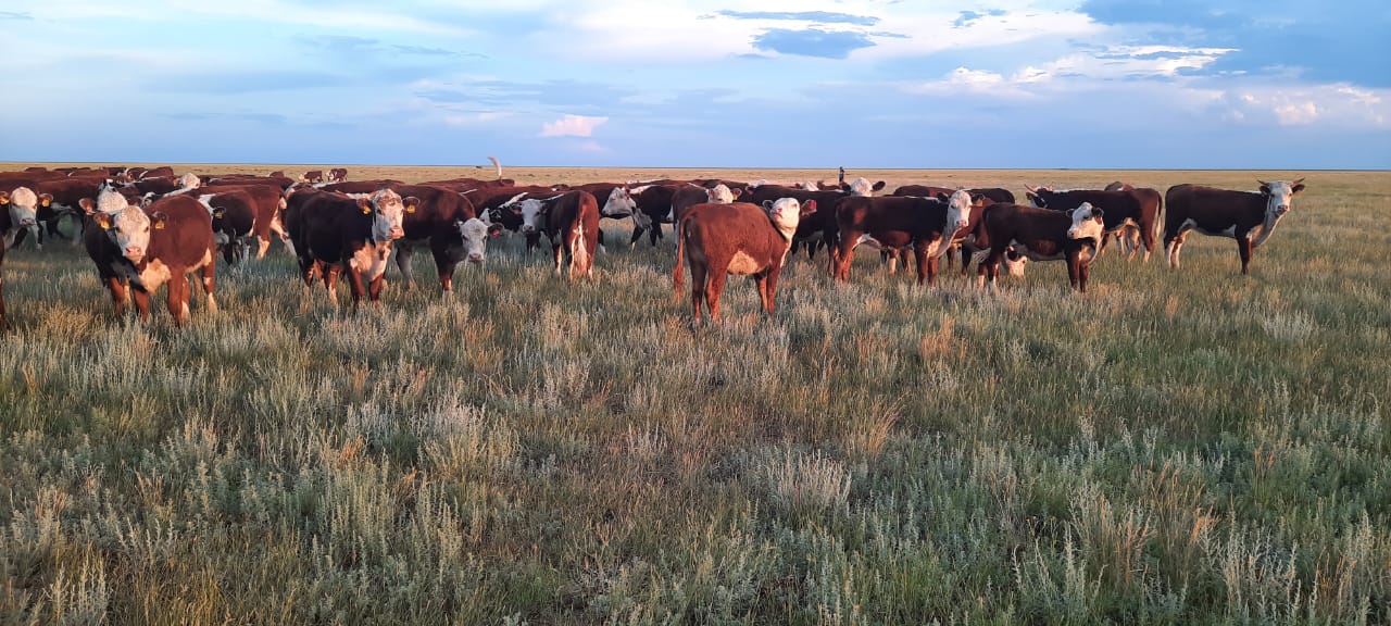 Сакура мен Тен Тен жалаңаш