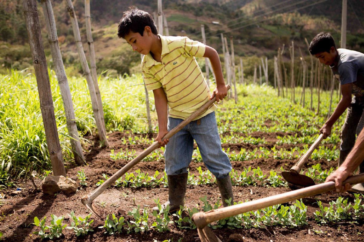 Случаи принудительного труда. Детский труд. Эксплуатация детского труда. Дети на плантациях. Детский труд в Бразилии.