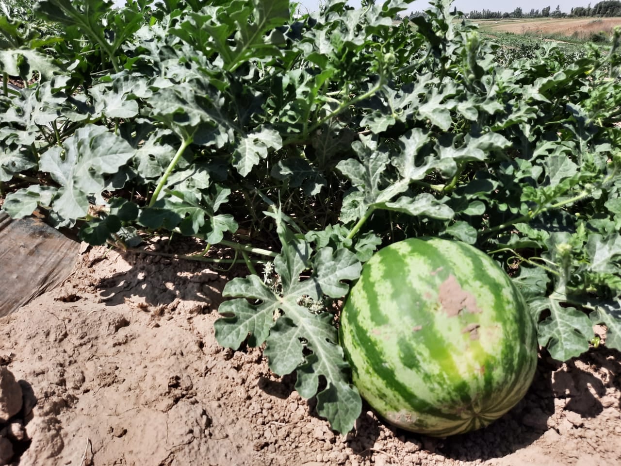 Сұлулық үлкен металл вибратормен есегін мастурбациялайды.