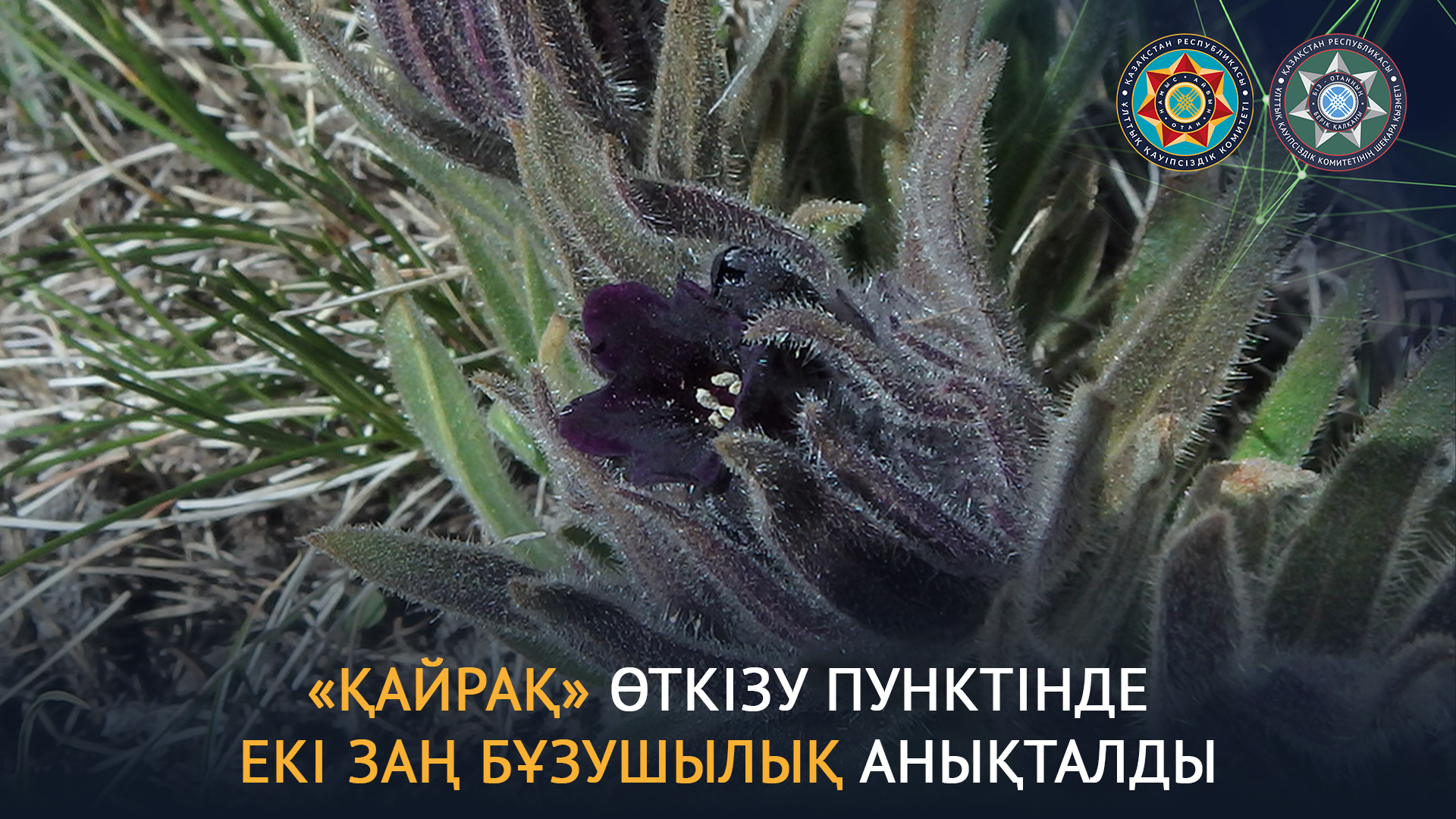 Киімнен шығып тұрған емізіктердің фотогалереясы Киімнен шығып тұрған емізіктердің фотогалереясы