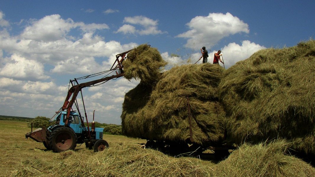 Апаймен шөп шабу