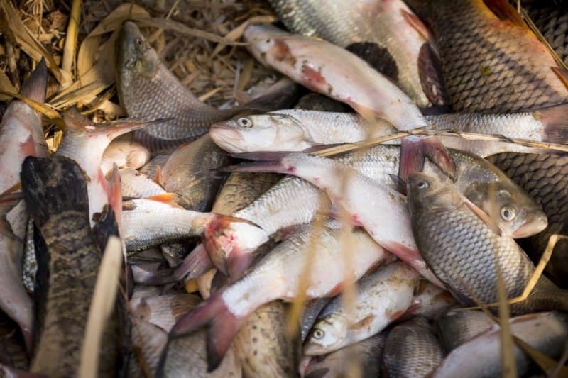 Из Кызылординской области экспортировано 2037 тонн рыбной продукции