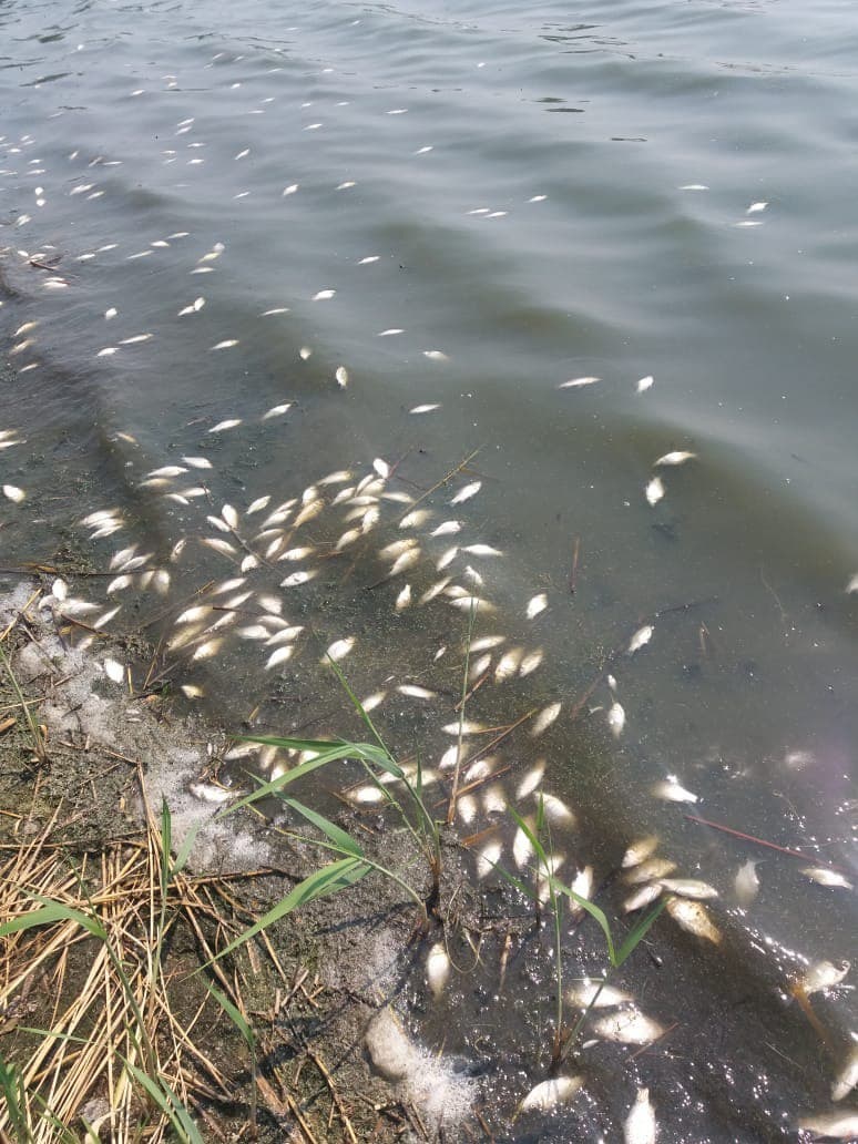 О гибели рыб на водоеме Карабек Северо-Казахстанской области