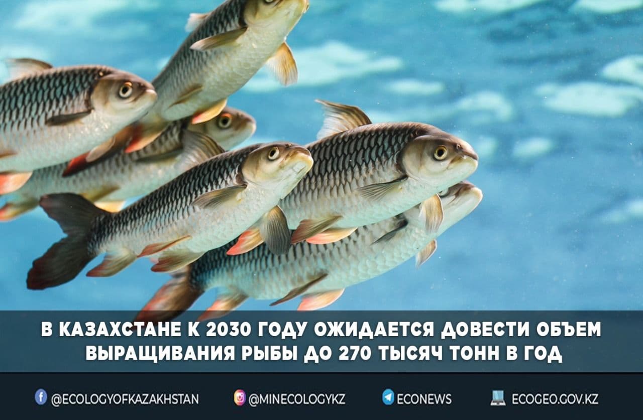 В Казахстане к 2030 году ожидается довести объем выращивания рыбы до 270 тысяч тонн в год