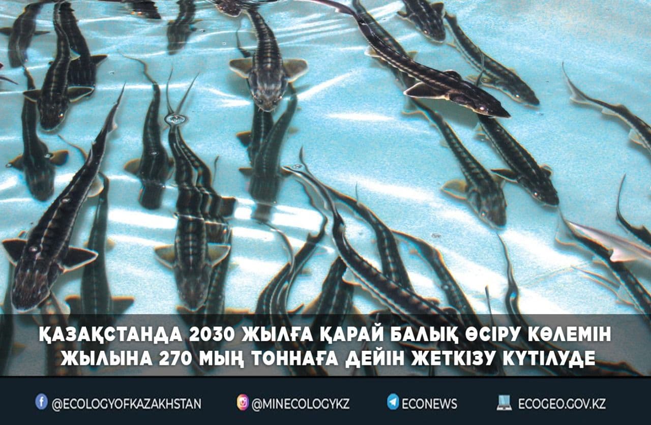 Қазақстанда 2030 жылға қарай балық өсіру көлемін жылына 270 мың тоннаға дейін жеткізу күтілуде