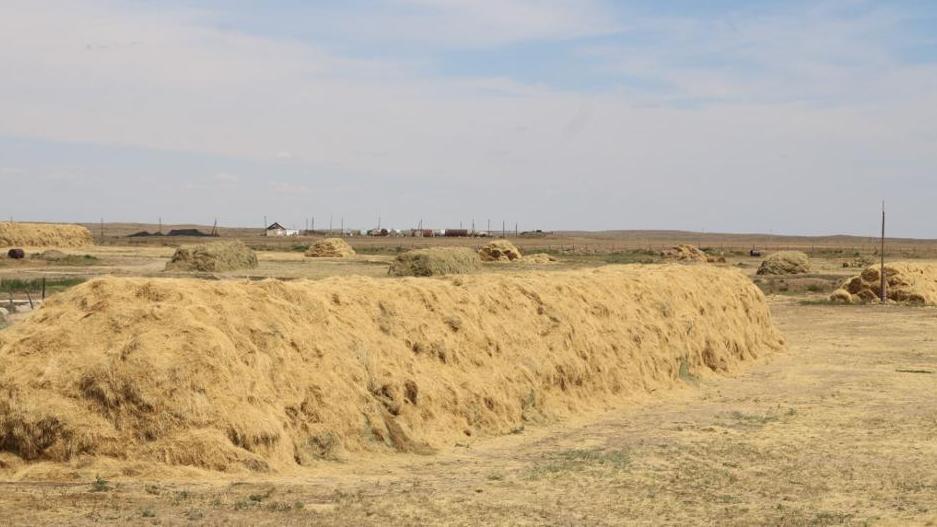 В Карагандинской области заготовлено 80% кормов