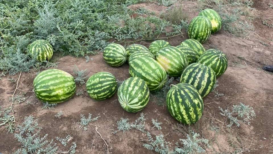 Бахчевод обеспечивает жанааркинцев местными арбузами