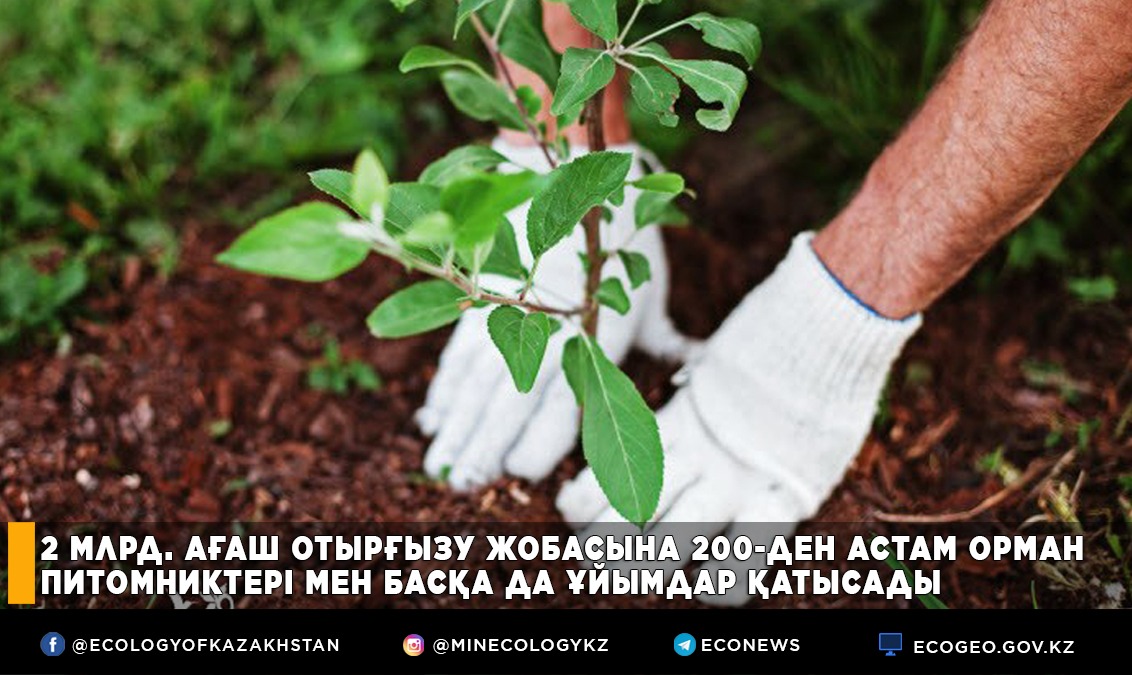 2 млрд. ағаш отырғызу жобасына 200-ден астам орман питомниктері мен басқа да ұйымдар қатысады