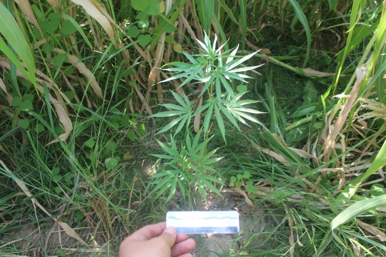 Нағыз секс туралы фильм онлайн Трусики мен колготкидегі бөкселердің фотосуреттері