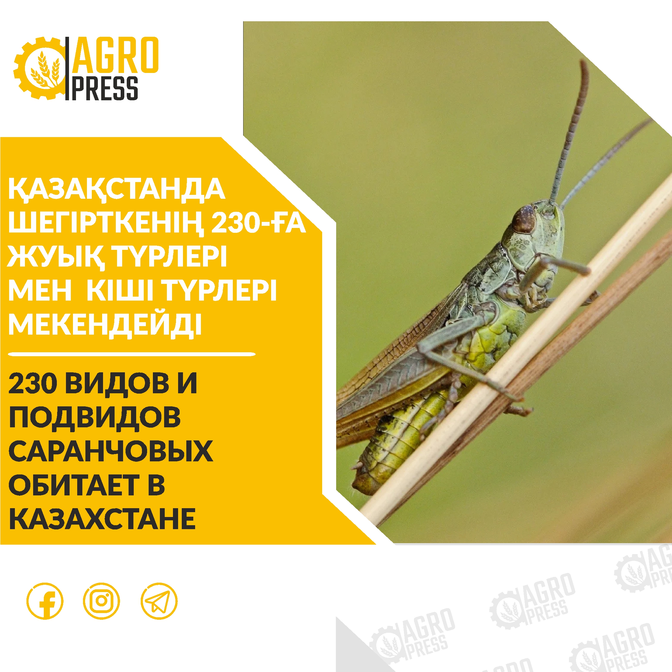 230 видов и подвидов саранчовых обитает в Казахстане
